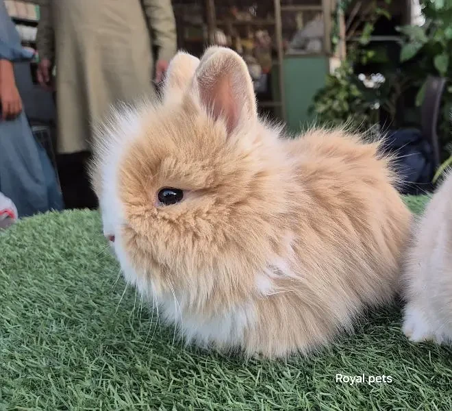 Imported Teddy Dwarf Rabbits-Image 5