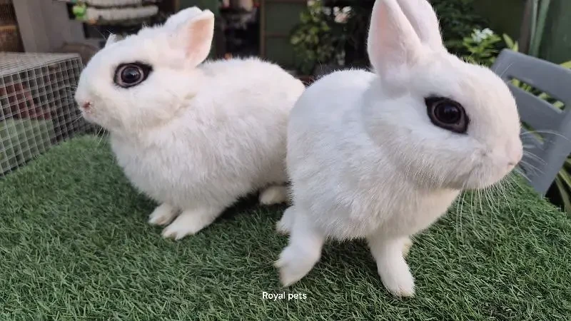 Dwarf Hotot breeder pair-Image 2