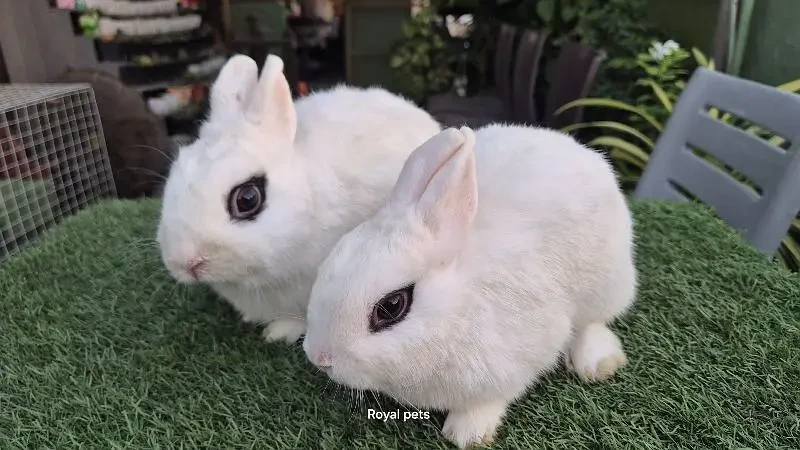 Dwarf Hotot breeder pair-Image 3