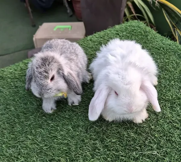 Holland Lop Bunnies Rabbit-Image 2