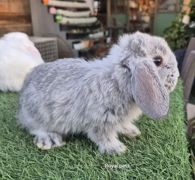 Holland Lop Bunnies Rabbit-Image 3