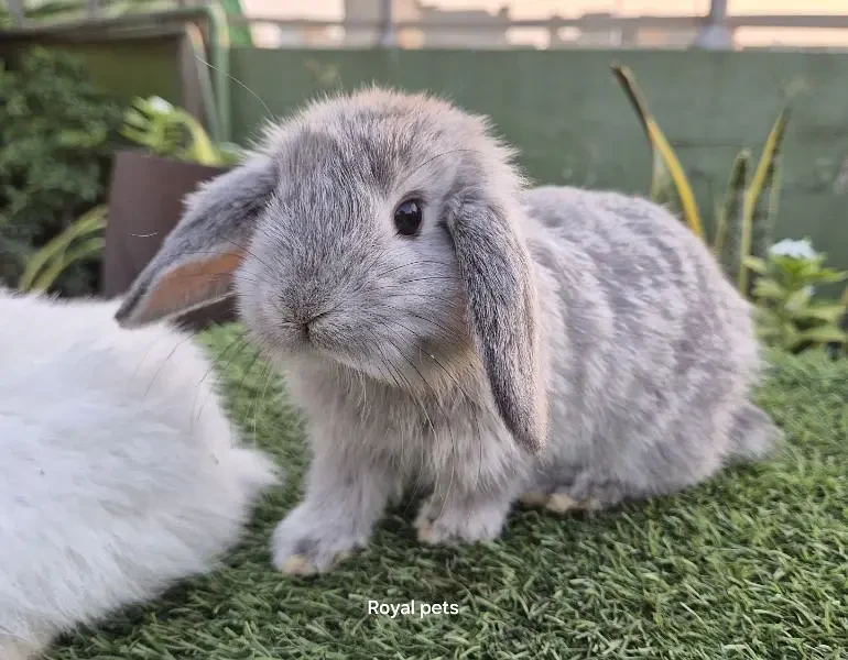 Holland Lop Bunnies Rabbit-Image 4