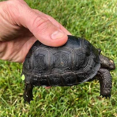 Aldabra Tortoise Baby available