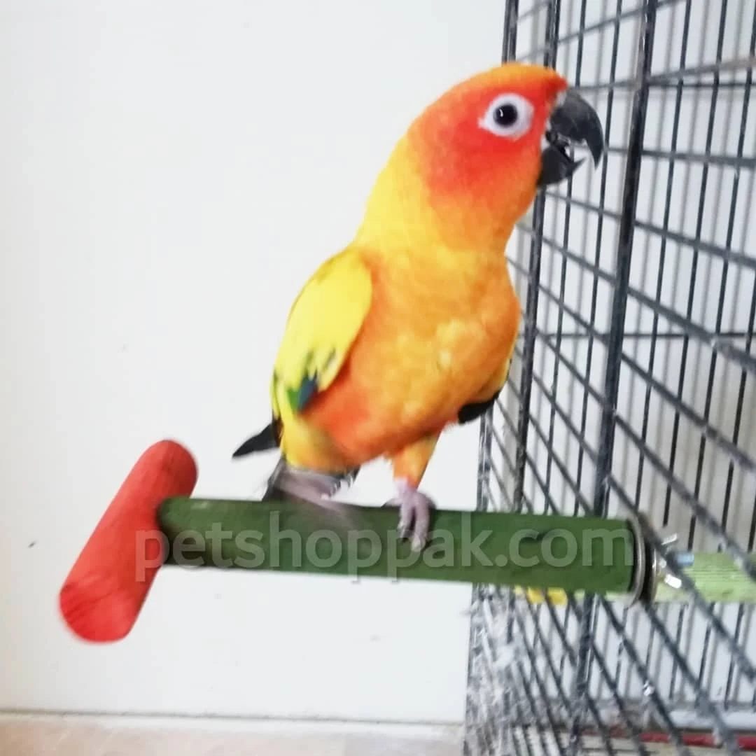 Parrot T-Perch Stick