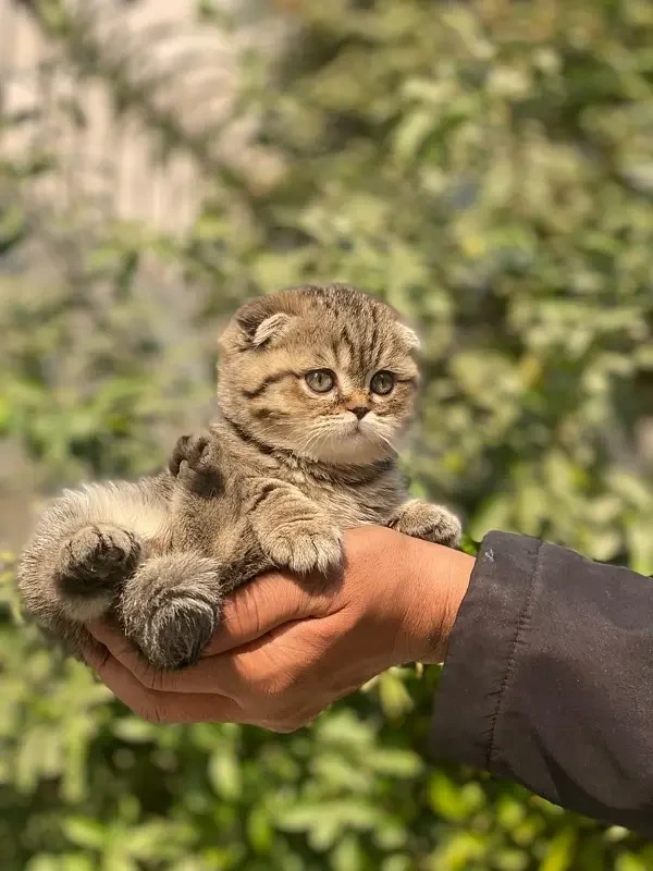 Scottish Fold Kittens