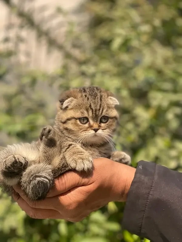 Scottish Fold Kittens