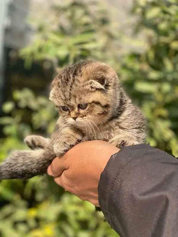 Scottish Fold Kittens