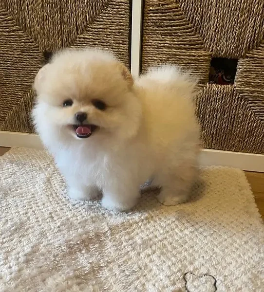 Pomeranian puppies available