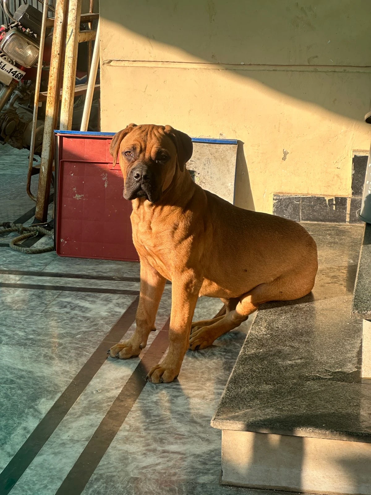 Bullmastiff available-Image 2