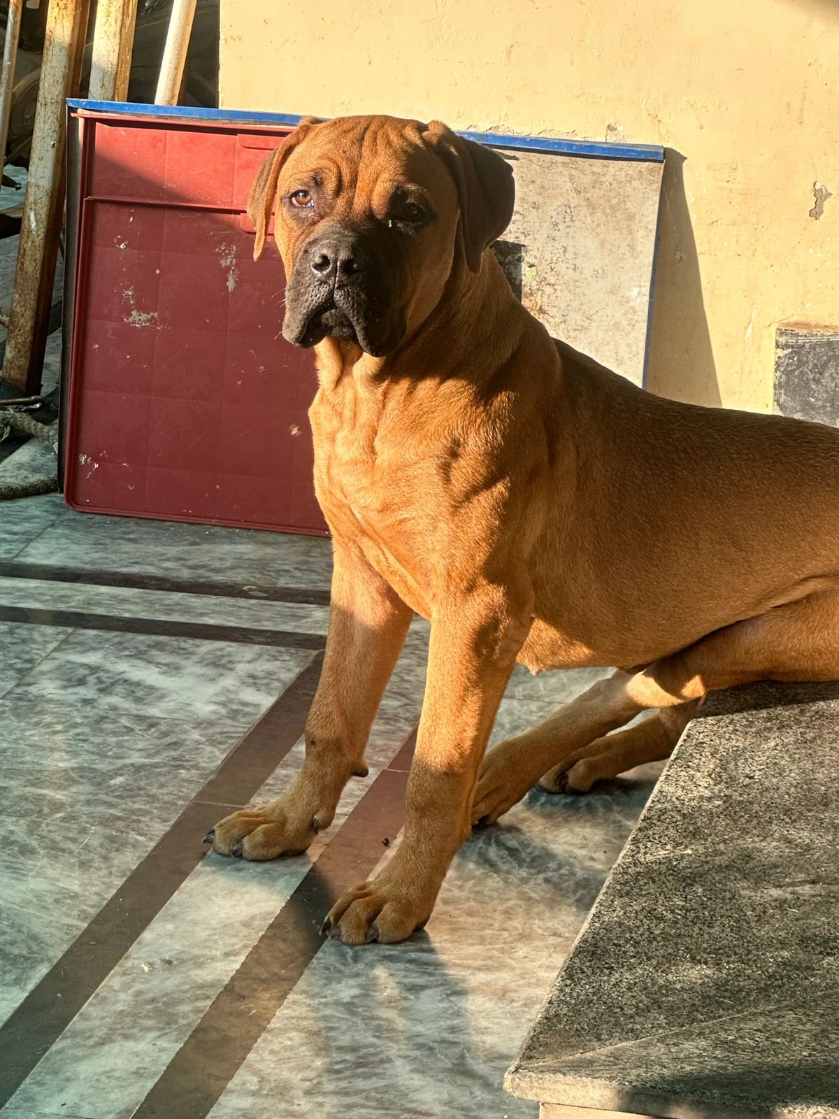 Bullmastiff available-Image 4