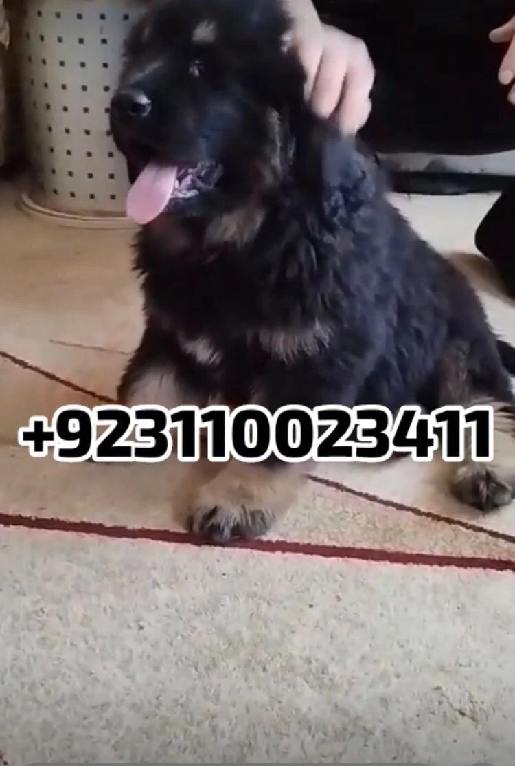 Caucasian shepherd dog available