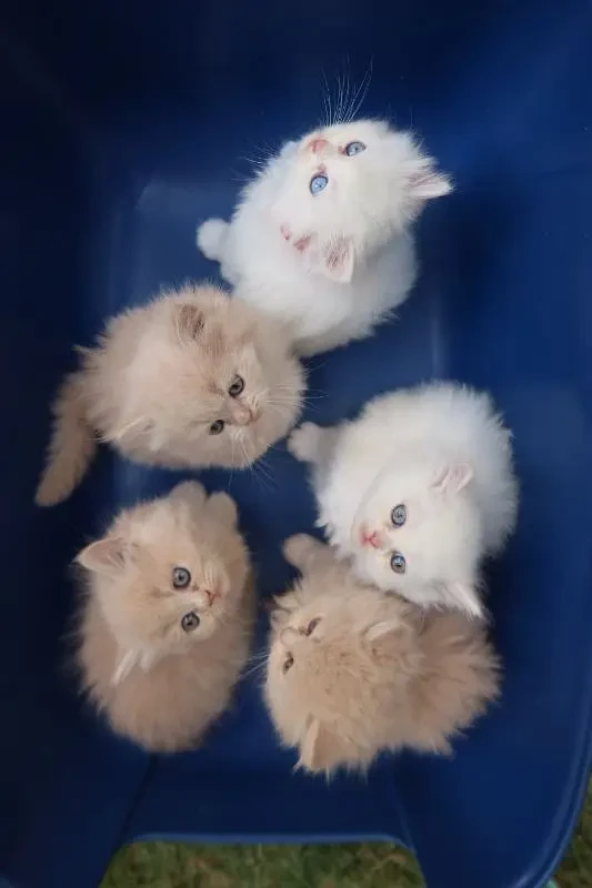 Persian kittens available