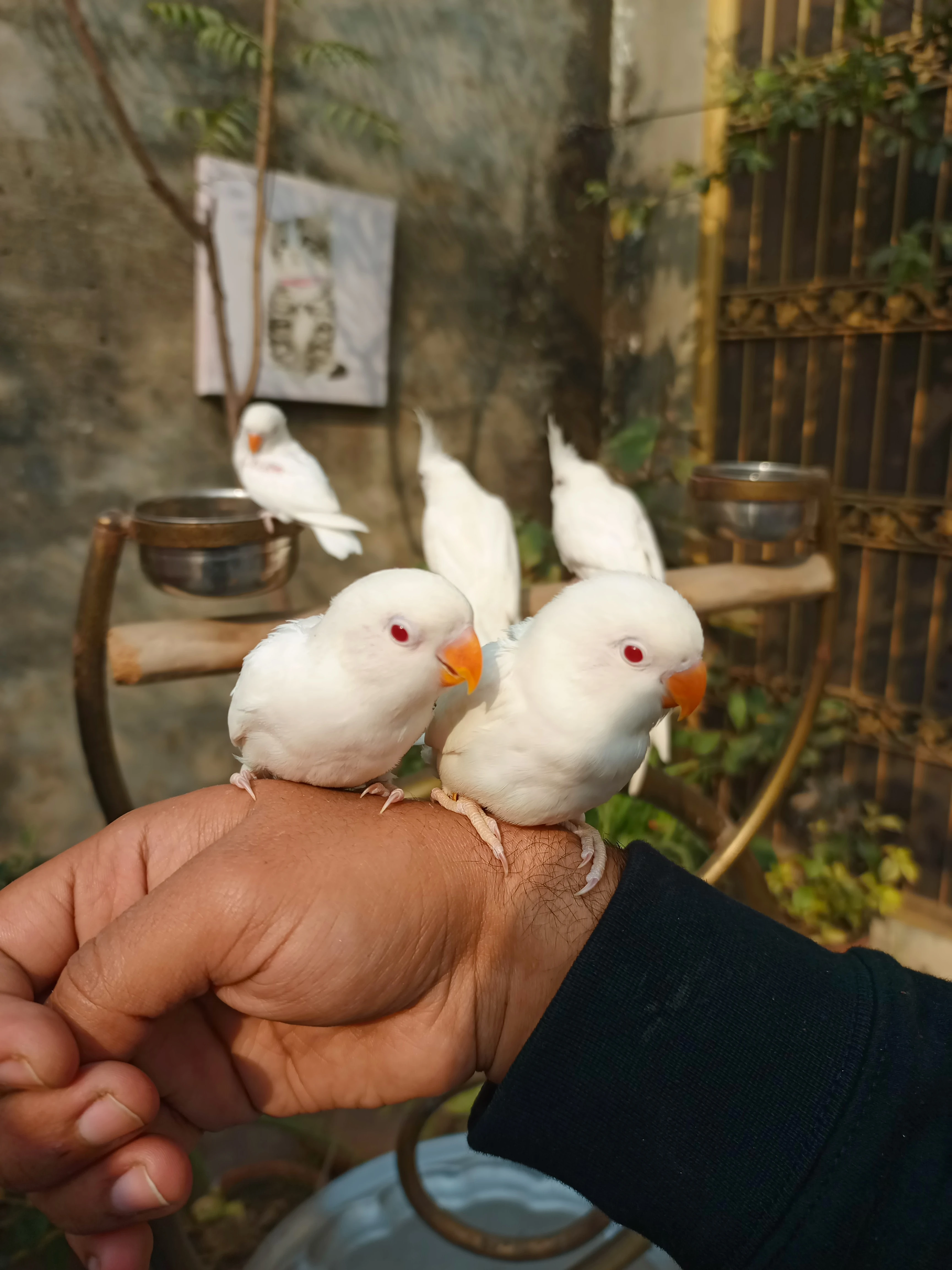 Hand tame eno cocktail and love birds