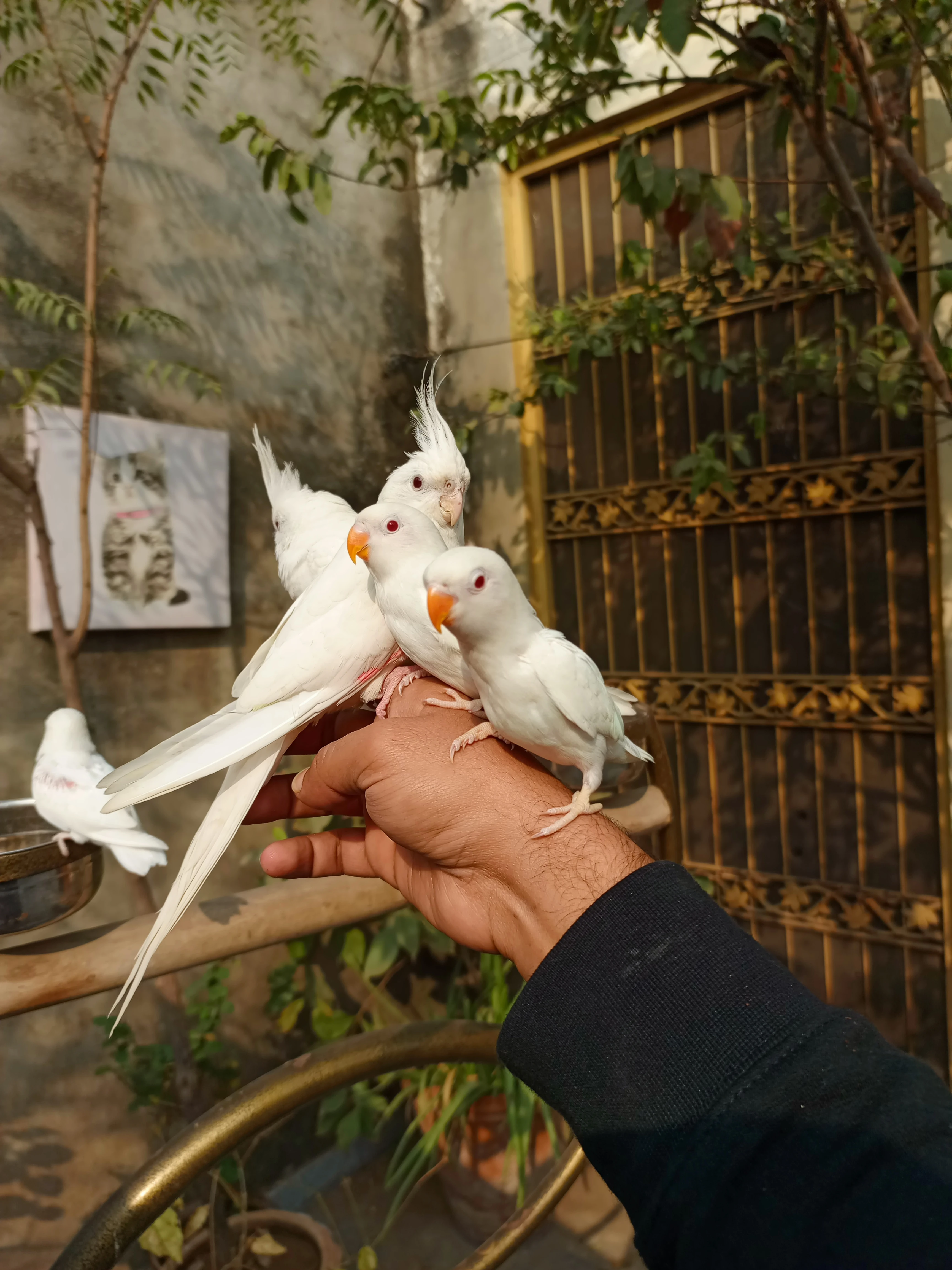 Hand tame eno cocktail and love birds