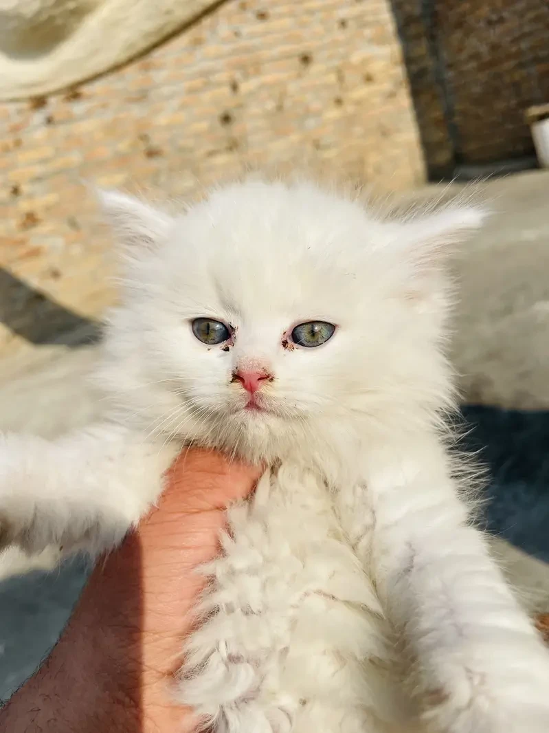 Persian kittens available