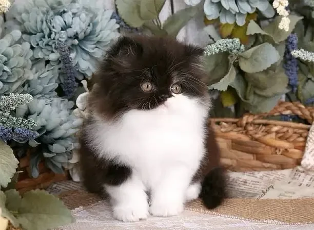 Persian Kittens available