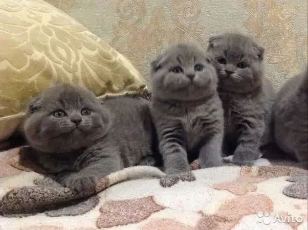 Scottish fold kitten available