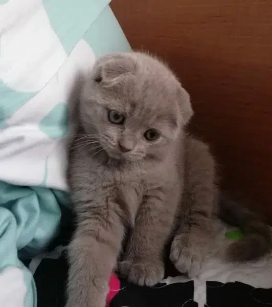 Scottish Fold kittens available