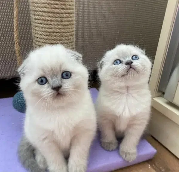 Scottish Fold kittens available