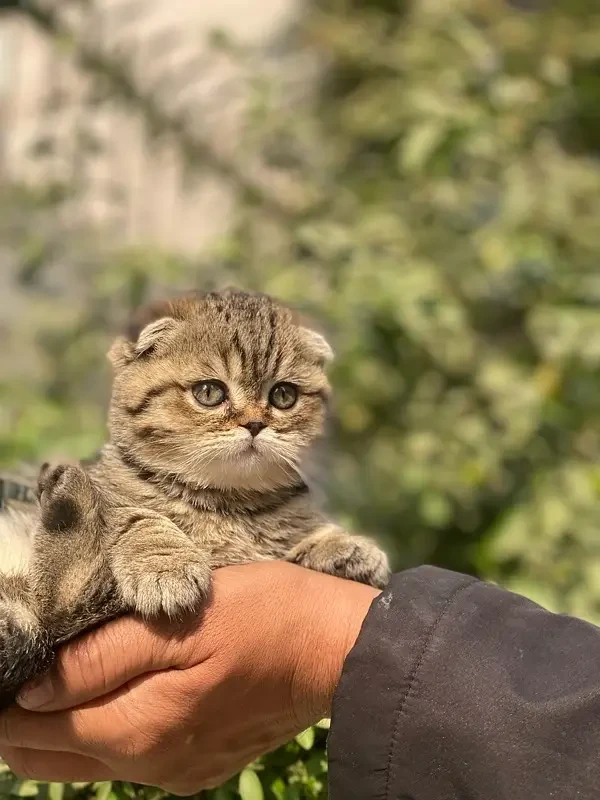 Scottish fold  kittens available