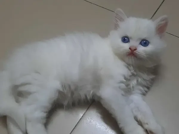 White Persian kittens available