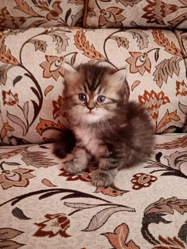 Scottish Fold kittens available