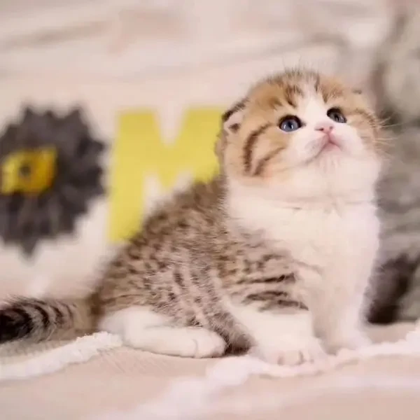 Scottish Fold kittens available