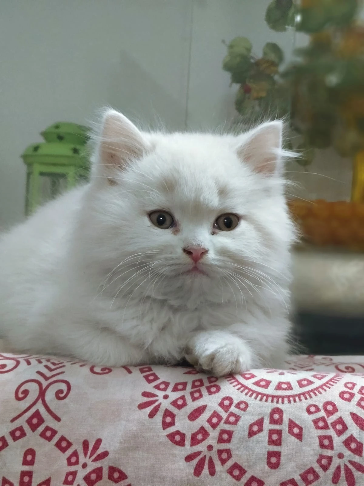 Persian kittens-Image 3