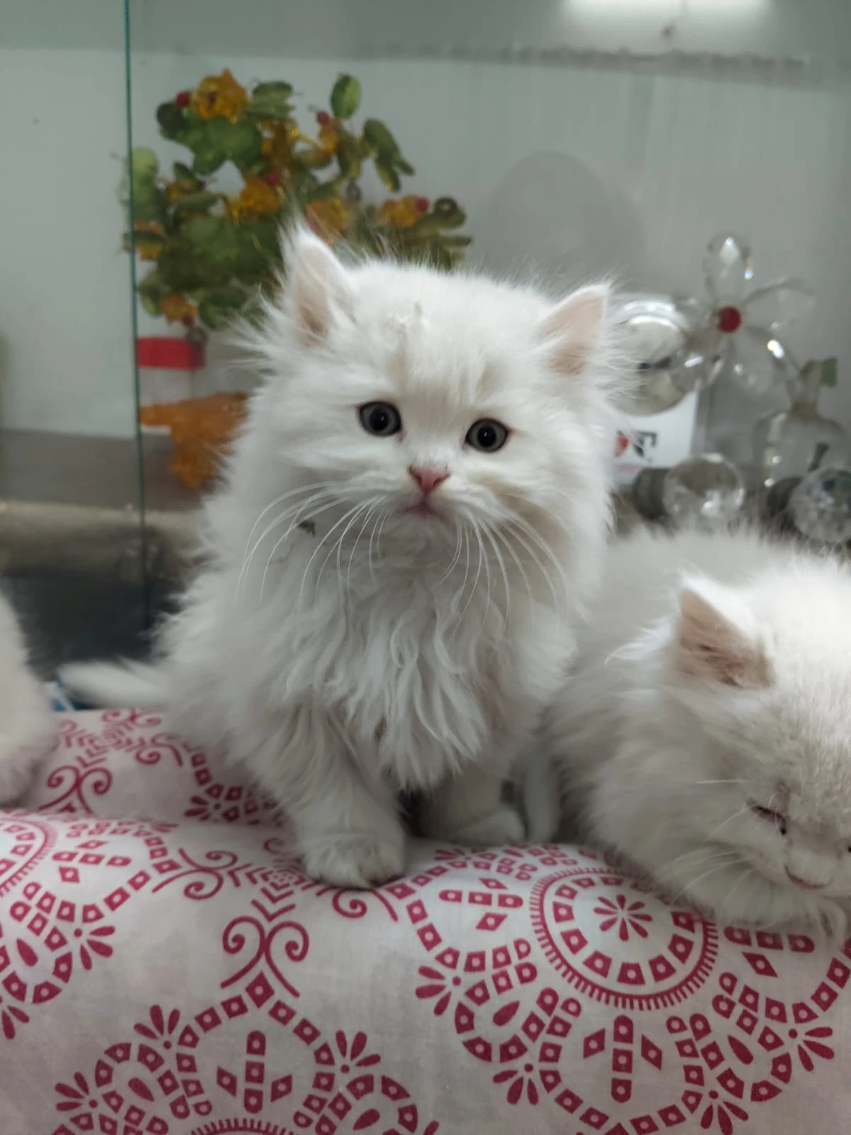 Persian kittens-Image 4