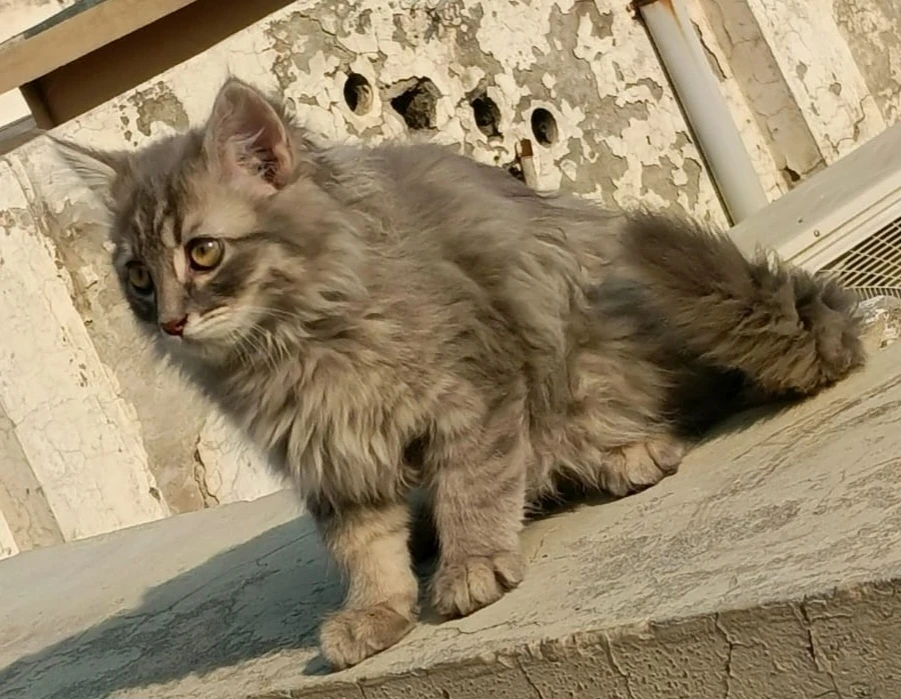 Maine Coon Male Kitten for Sale-Image 2