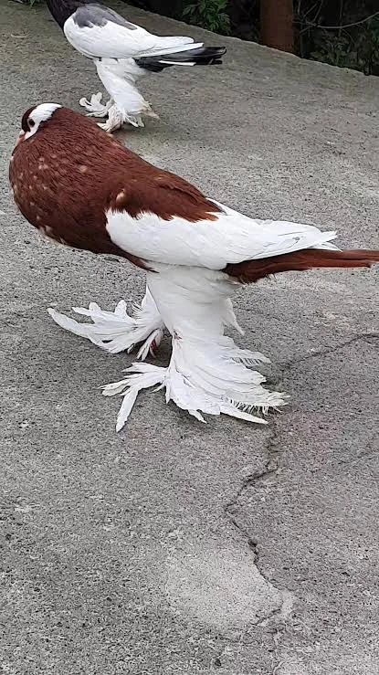 Magpie pouter breeder pairs