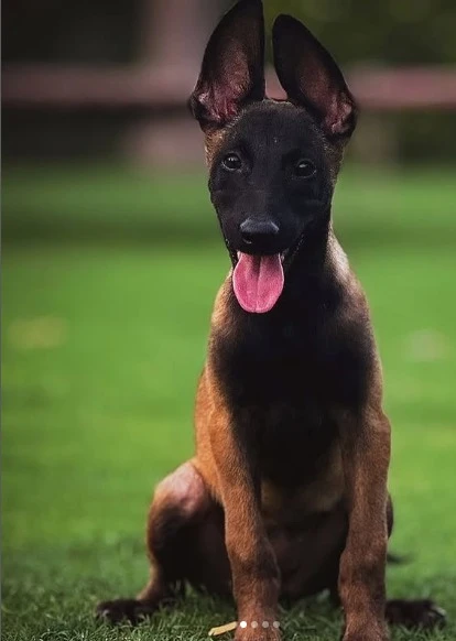 Belgian Malinois available