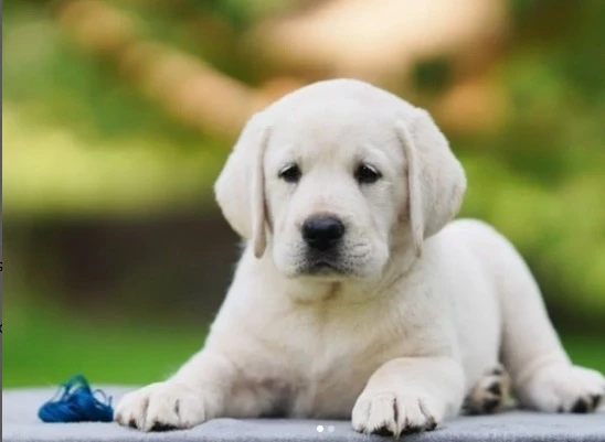 Labrador Retriever Pedigreed Puppies available