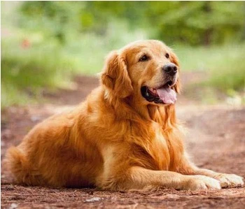 Golden Retriever available