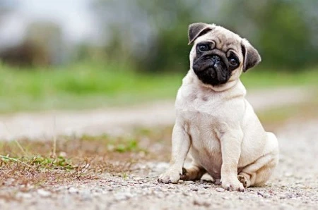 Pug puppy available