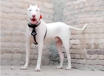 Imported English Bull Terrier