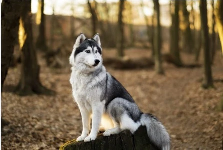 Siberian Husky available