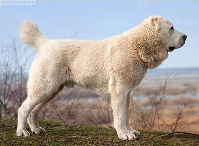 Central Asian Shepherd Dog available