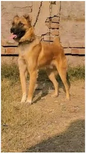 Turkish Kangal available