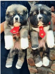 Alabai puppies available