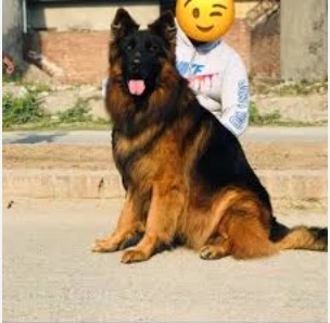 German Shepherd available