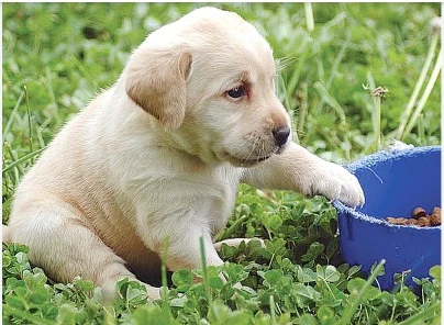 Labrador puppies available