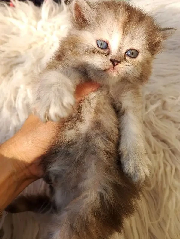 Persian kittens available for looking new home