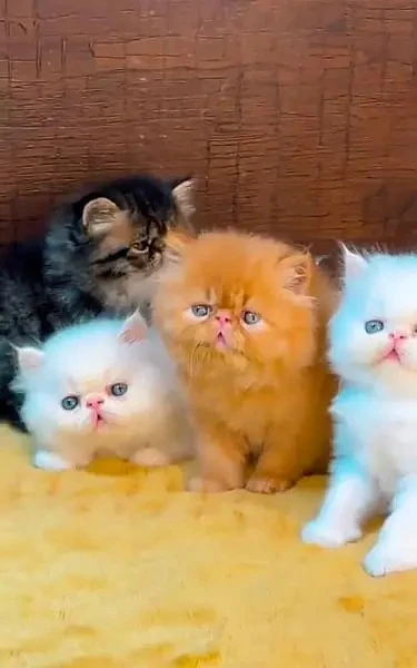 Punch face kittens