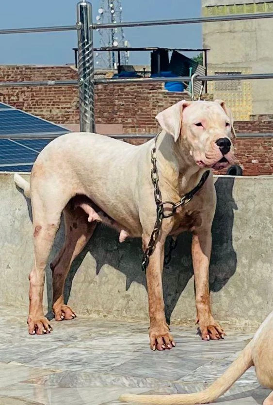 Dogo argentino breeder female