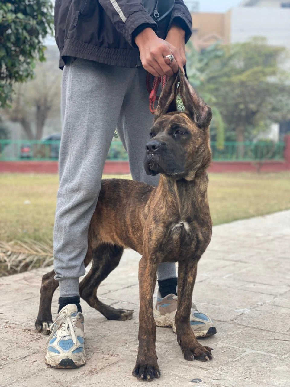 Cane corso female puppy