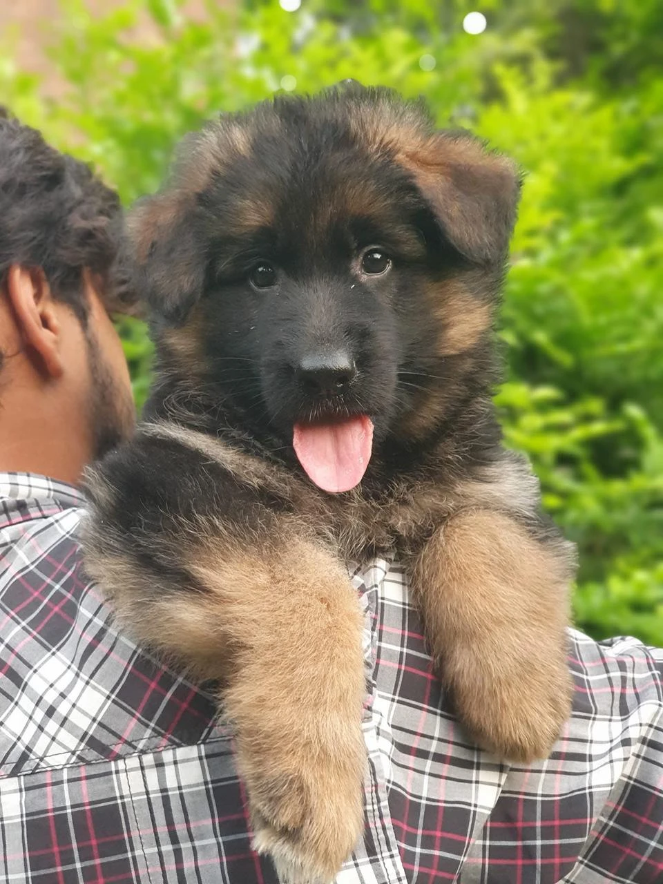 German shepherd puppies available for sale