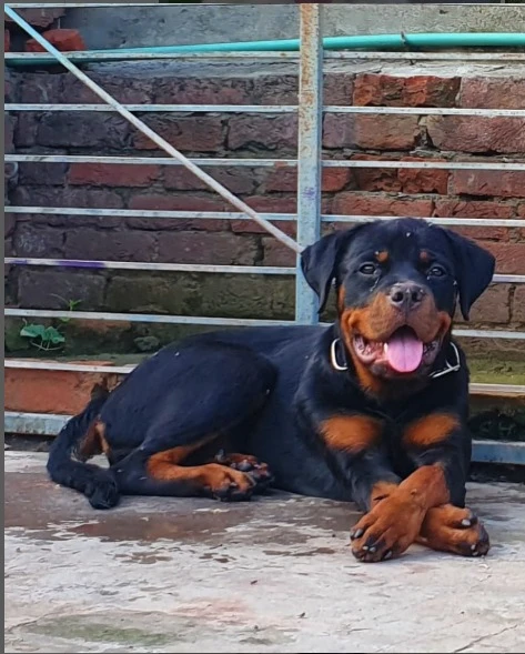 Rottweilers available