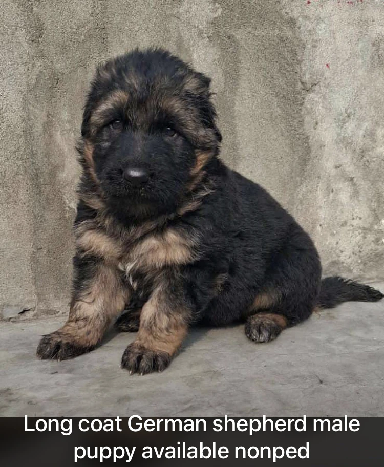 Long coat german shepherd male pup available nonped