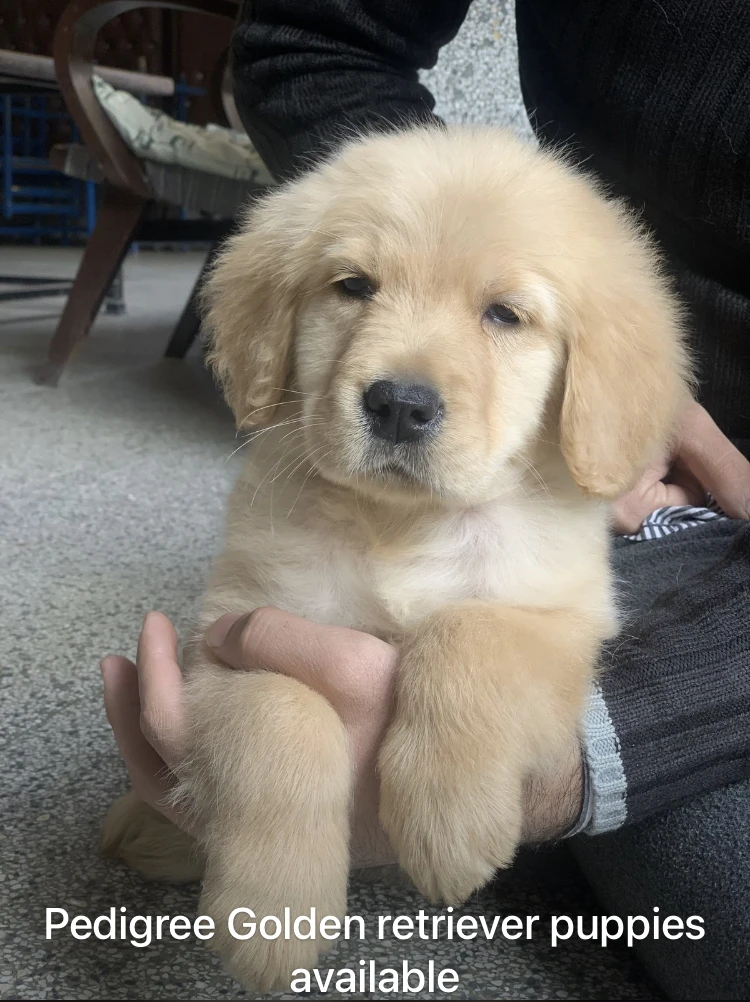 Golden retriever pups available